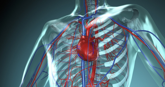 Herz-Kreislauf System des Menschen