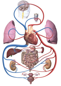 Schema des Blutkreislaufs