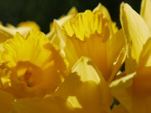 Osterglocken Blüte