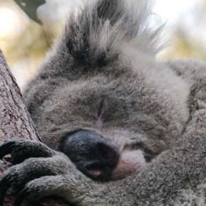Koala im Tiefschlaf