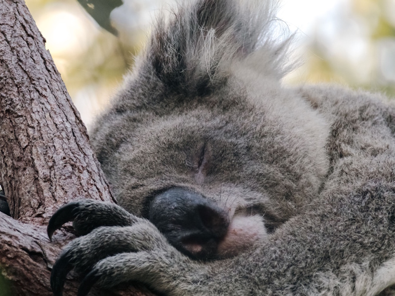Koala im Tiefschlaf